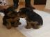 Yorkshire-Terrier Welpen