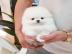 POMERANIAN WELPEN ZWERGSPITZ BABYS