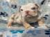 S��e Englische Bulldoggen Welpen whatsap