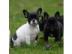 Franz�sische-bulldoggen- mix welpen such