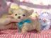 Liebevolles Mini Chihuahua Babys fur 285