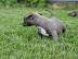 Amstaff Welpen suchen ein liebevolles Zu