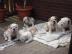 Wundersch�ne Englische Bulldoge-Welpen z