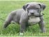 S��e reinrassige Pitbull Blue Line Welpe