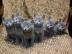 Reinrassige Russisch blau Kitten mit Sta