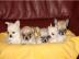 Mini Chihuahua Welpen (Weibchen und R�de