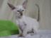 Siam Kitten mit Stammbaum