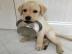 Wundersch?ne Labrador Retriever Welpen z