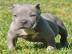 Pit-Bull-Terrier-Welpen m�nnlich und wei