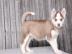 Siberian Husky Welpen