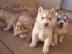 3 Siberian Husky-Welpen