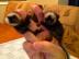 Baby Murmeltiere Affen zur Annahme