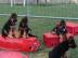 Sch?ferhund Welpen