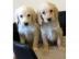 Labrador Welpe reinrassig R?de