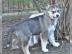 Siberian Husky mit SHC /VDH Papieren