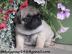 Atemberaubende Wurf von Fawn Pugs Welpen