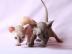 Sphynx TICA registrierte K?tzchen