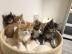 Coon Babys Kitten mit Papieren zu verkau