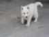 Sibiran Husky Weibchen Welpe 11 Wochen
