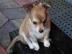 H�bsche, typvolle Chihuahua Welpen