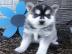 Pomsky Welpe zu verkaufen