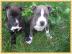 American staffordshire Terrier welpen wh
