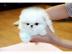 Zwergspitz Pomeranian Welpe R�de