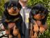 Typvolle Rottweilerwelpen mit ADRK Papie