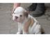 English Bulldog Welpen