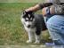 Reinrassige Siberian Husky Welpen