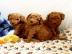 s??e Kuschelpudelwelpen