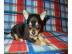 Typvolle Chihuahuawelpen