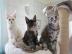 Maine Coon Babys mit super Stammbaum