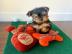 MINI Yorkshire Terrier Steel Blue Welpe