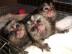 S??er Marmoset-Affe, der ein gutes Zuhau