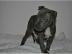 Blueline American Pit Bull welpen 11 woc
