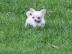 mini chihuahua