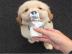 Sch�ne golden retriever-Welpen f�r die R