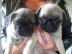 Mops welpen