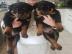 ROTTWEILER WELPEN BEREIT MIT PAPIEREN