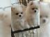 Zwergspitz/Pomeranian-Welpen