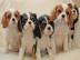 S??e Cavalier king charles Welpen