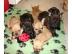 Franz�sische Bulldoggen Welpen
