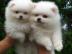 Pomeranian Zwergspitz Boo Welpen