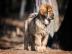 Tibet-dogge (Do Khyi)