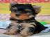 Gesunde Yorkshire Terrier Welpen. WhatsAp