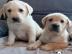 Typvolle Labrador Welpen mit Papieren