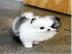 Reinrassige Pomeranian Zwergspitz. 