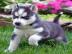 husky welpen