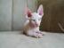 Sphynx-Katzen zur Adoption